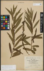 Foto von Salix purpurea L. x Salix viminalis L.